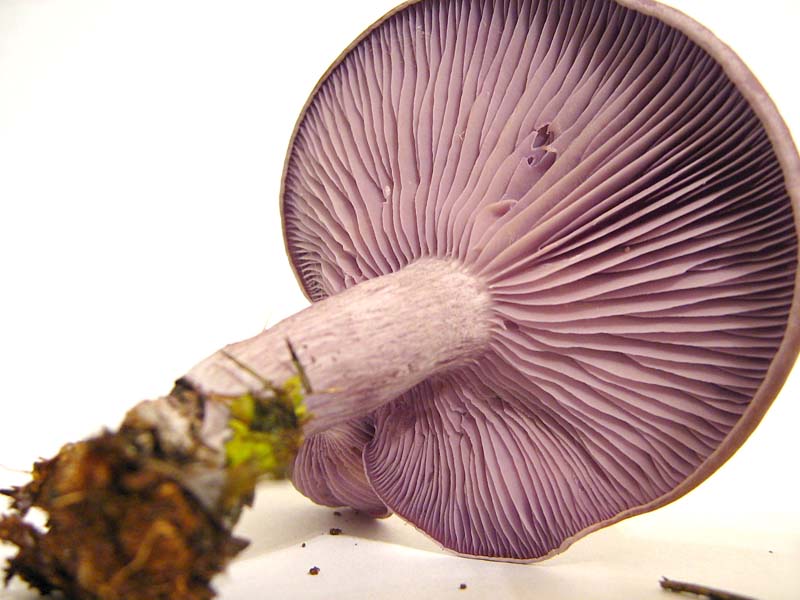 entoloma sinuatum?????